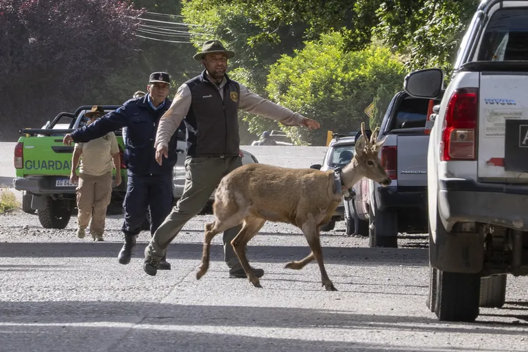 smandes_federicosoto-huemul-newenche-los-barrios-sma-_dsc5997